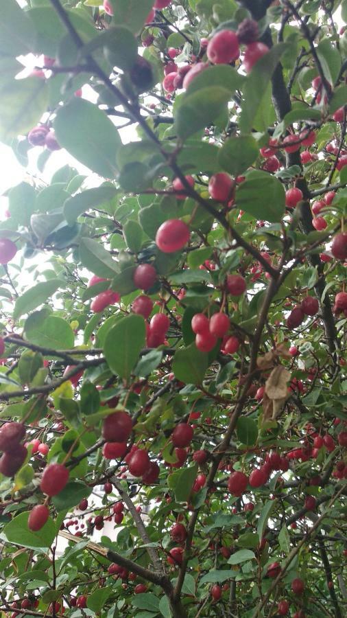 מלון באטומי Kemeni Garden מראה חיצוני תמונה